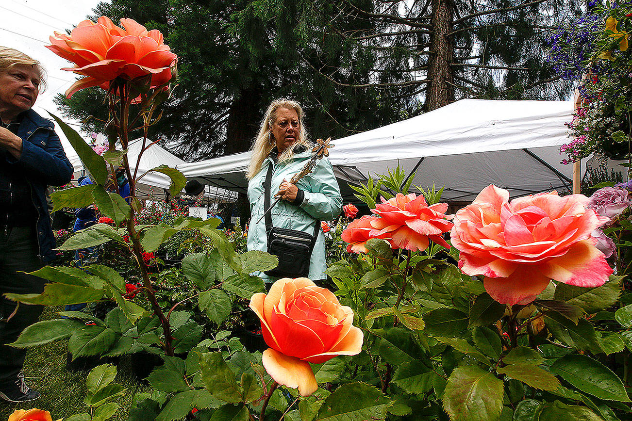 Ian Terry / The Herald People look at roses at the Sorticulture Festival in Everett on Friday, June 9, 2017. Photo taken on 06092017