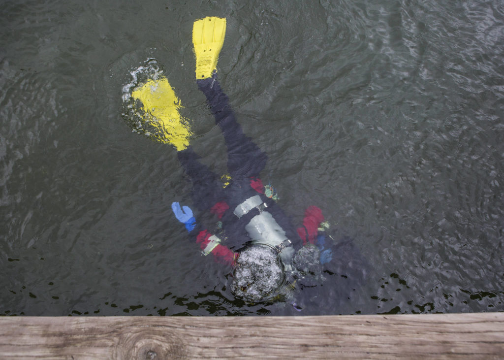A diver makes their way under the dock May 23 at Davies Beach in Lake Stevens. About 20 people, organized by Evergreen Dive Service in Everett, volunteered for a cleanup near public beaches. (Olivia Vanni / The Herald)
