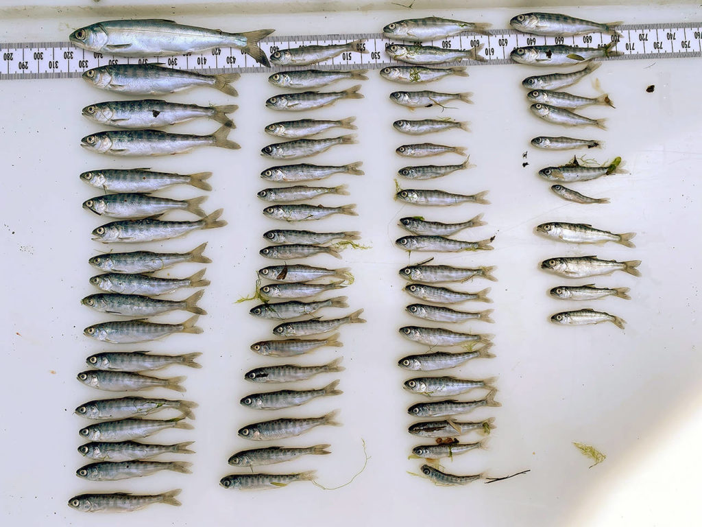 These juvenile salmon captured by the Yurok Tribe are presumed to have died from deadly pathogen, Ceratonova shasta, in the Klamath River water flows. (Jamie Holt/Yurok Tribe via AP)
