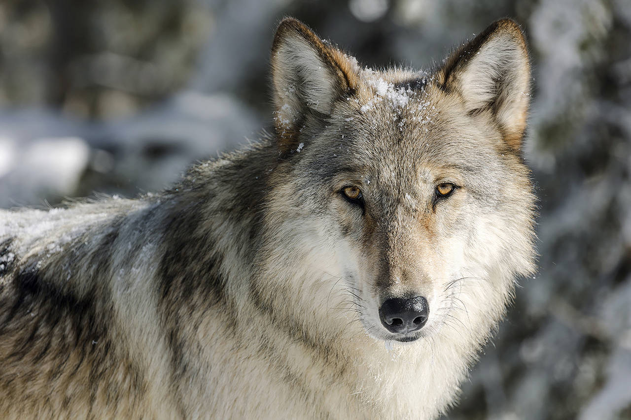 This 2017 photo shows a wolf in Yellowstone National Park, Wyoming. The Humane Society and other groups filed a legal petition Wednesday, asking Interior Secretary Deb Haaland to use her emergency authority to return thousands of wolves in the region to the endangered species list. (Jacob W. Frank/National Park Service via AP, File)