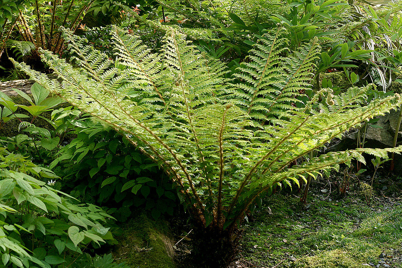 This large holly fern adds a bold and elegant look to shaded gardens. (Richie Steffen)