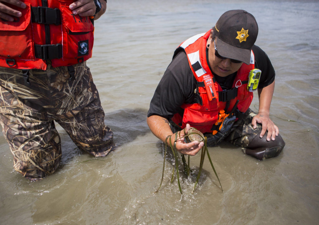 Shawn Edge pulls a clam from the sandbar as they walk along and feel for any hard objects on May 28 in Possession Sound. (Olivia Vanni / The Herald)
