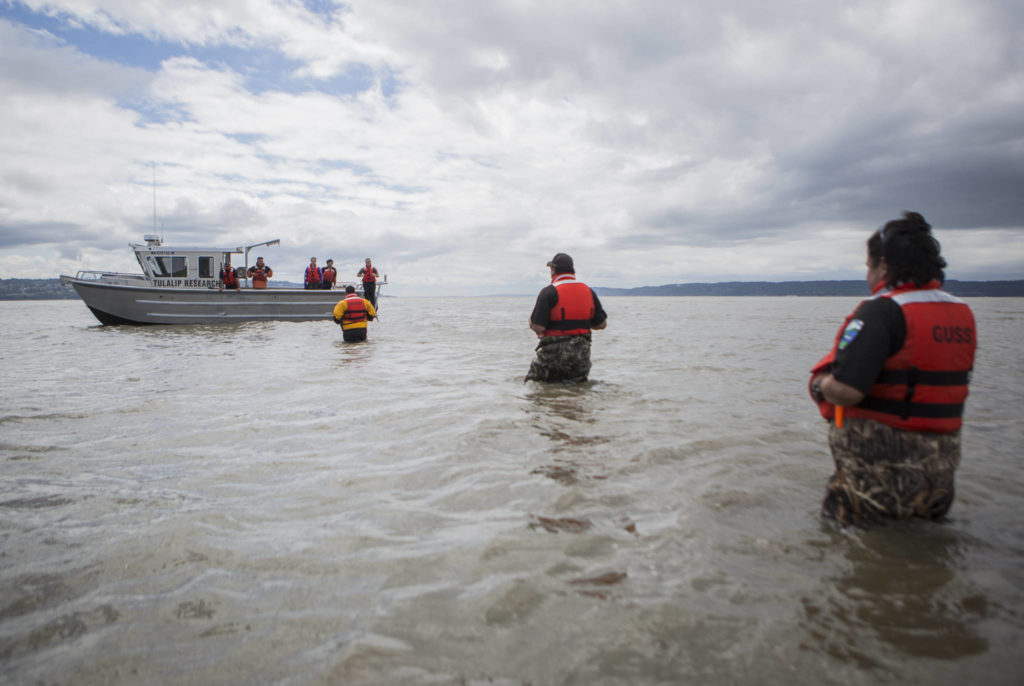 Volunteers make their way back to the boat after their search on May 28 in Possession Sound. (Olivia Vanni / The Herald)
