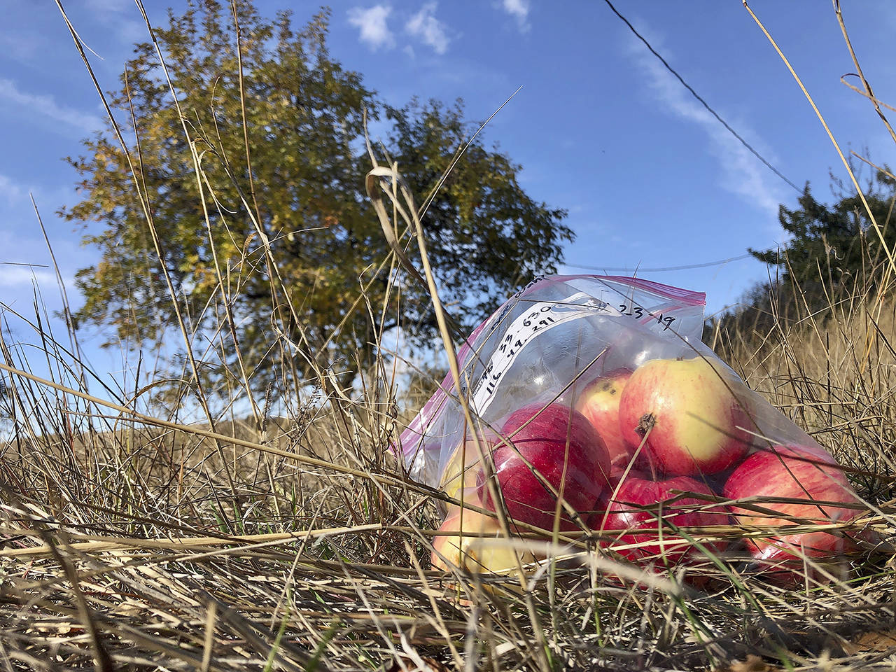 In this October 2019 photo, apples collected by amateur botanists David Benscoter and EJ Brandt, of the Lost Apple Project, rest on the ground in an orchard at an abandoned homestead near Genesee, Idaho. (AP Photo/Gillian Flaccus)