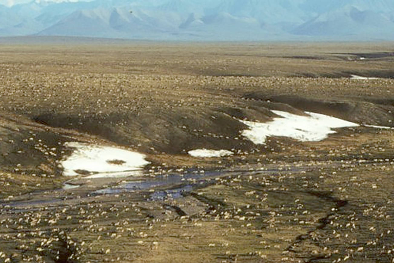 This undated aerial photo provided by U.S. Fish and Wildlife Service shows a herd of caribou on the Arctic National Wildlife Refuge in northeast Alaska. The Biden administration is suspending oil and gas leases in Alaska’s Arctic National Wildlife Refuge as it reviews the environmental impacts of drilling in the remote region.(U.S. Fish and Wildlife Service via AP)