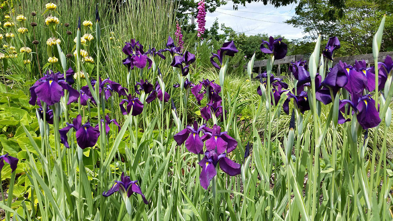 Variegated Japanese water iris features white, mint and green foliage and dark purple flowers on long stems. (Rick Peterson)