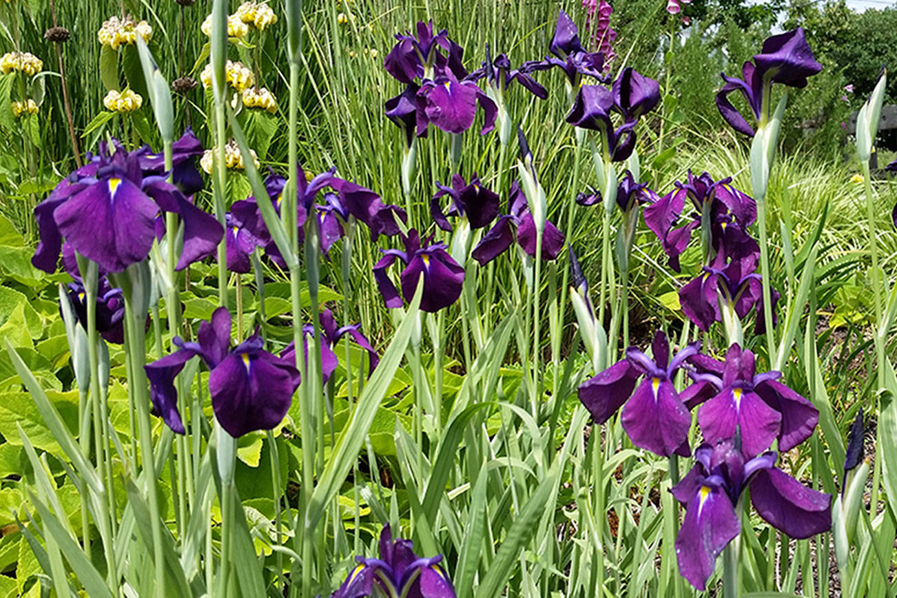 Variegated Japanese water iris features white, mint and green foliage and dark purple flowers on long stems. (Rick Peterson)