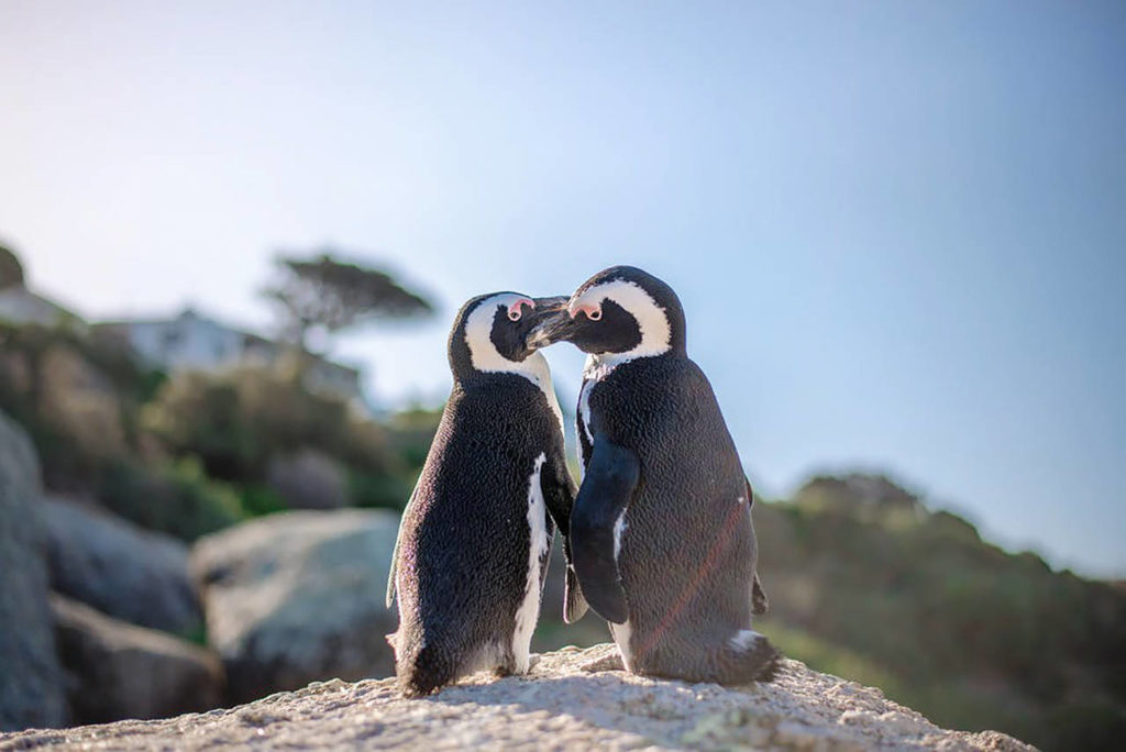 Playful penguins. (Pexels)
