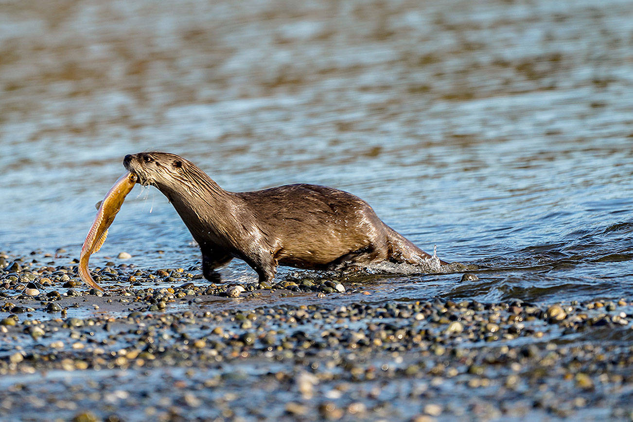 The Camano Wildlife Habitat Project is hosting a “Coastal River Otters” presentation on June 16 via Zoom. (Heide Island)