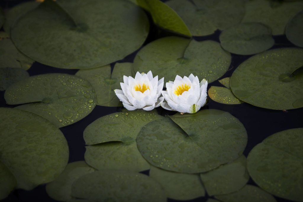 Water lilies bloom along the shore of Silver Lake during the regatta on Saturday, June 5, 2021 in Everett, Wash. (Olivia Vanni / The Herald)
