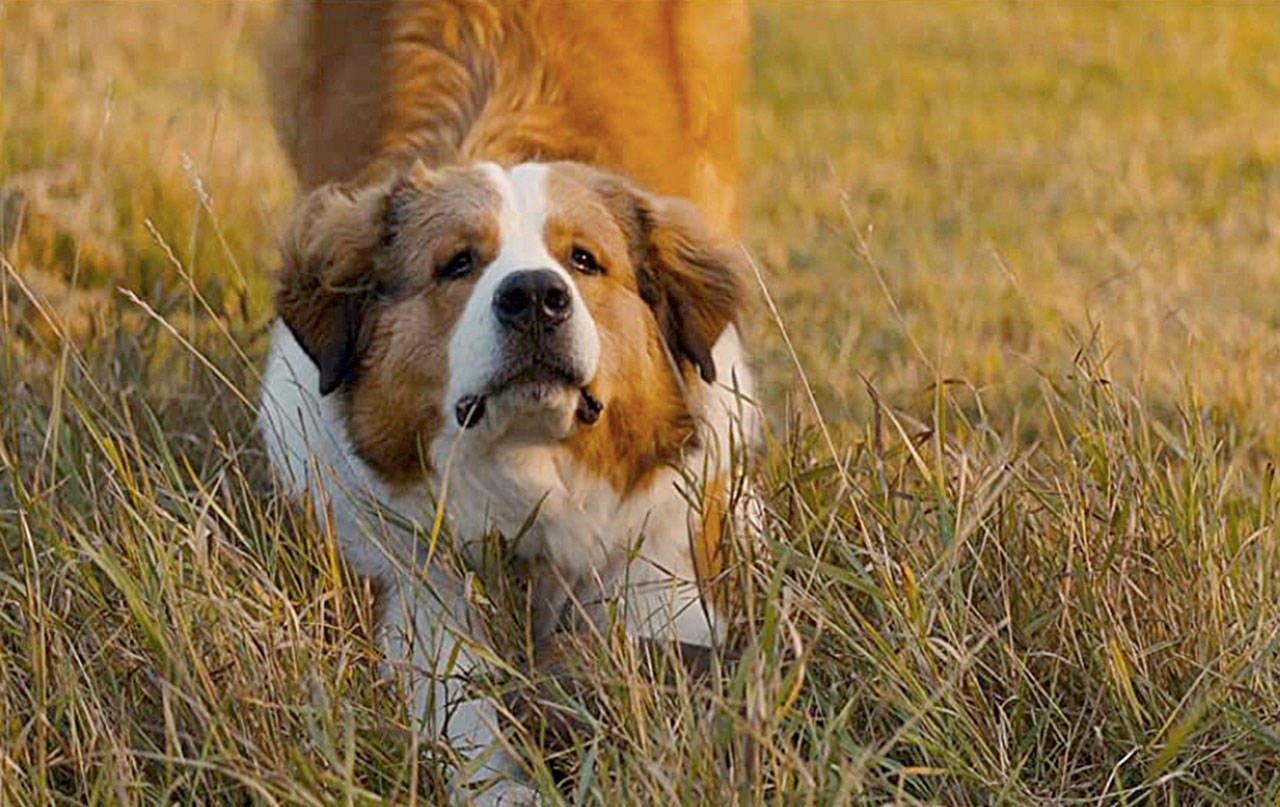 Watch “A Dog’s Journey” on July 24 at Jennings Park Ballfield in Marysville. (Universal Pictures)