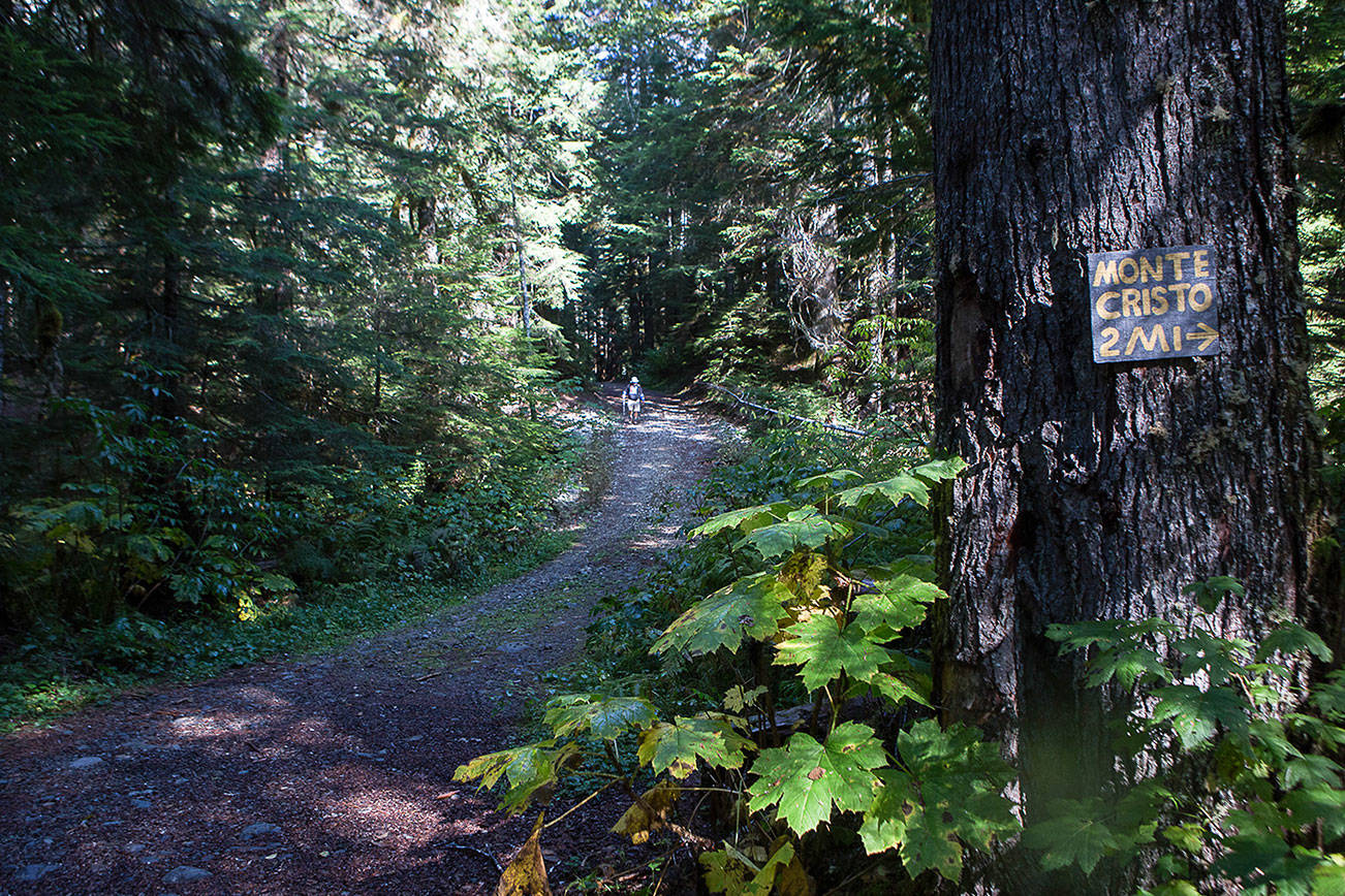 The Monte Cristo trail connects to an access road on Friday, Oct. 2, 2020 in Monte Cristo, Wa. (Olivia Vanni / The Herald)