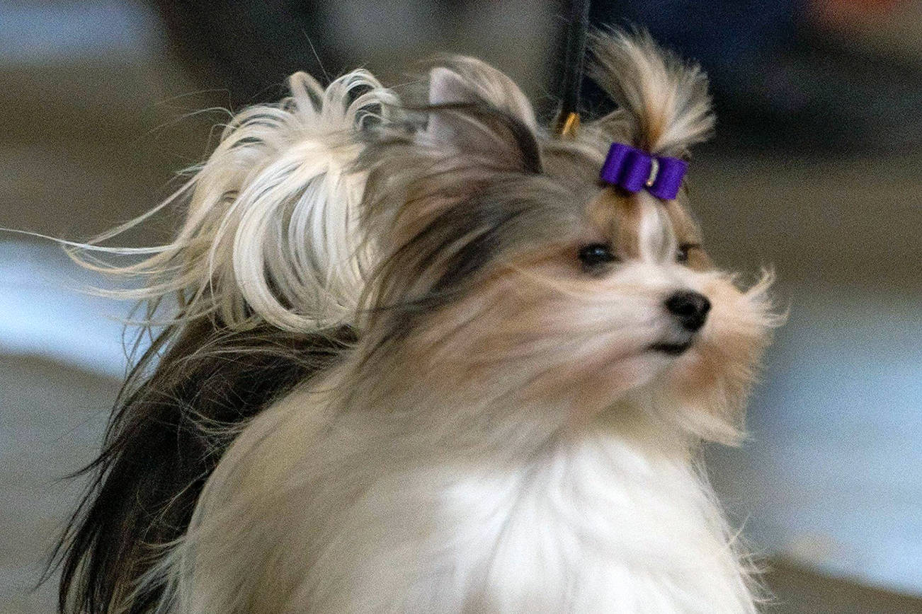 Hay Look at Me, a dog from Lake Stevens, is competing in the Biewer terrier class at the Westminster Kennel Club Dog Show in New York. (Submitted photo)