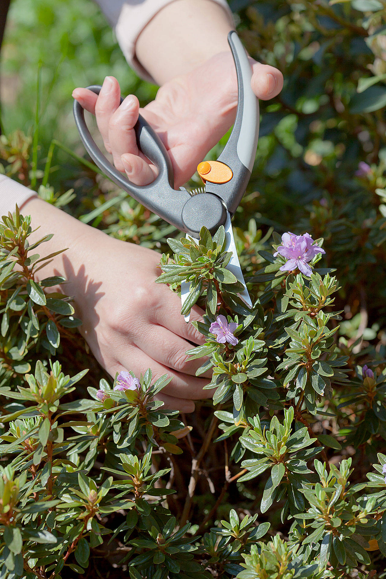 The Evergreen Arboretum & Gardens is hosting a “Summer Pruning” webinar July 14 via Zoom. (Getty Images)