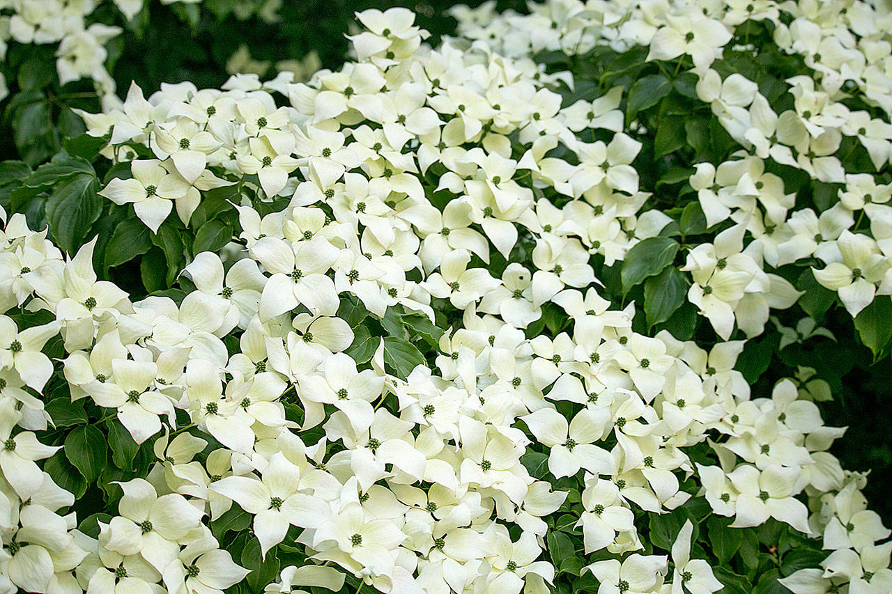 “Milky Way” dogwood is covered in star-shaped flowers that open lime green and quickly change to a creamy white. (Richie Steffen)