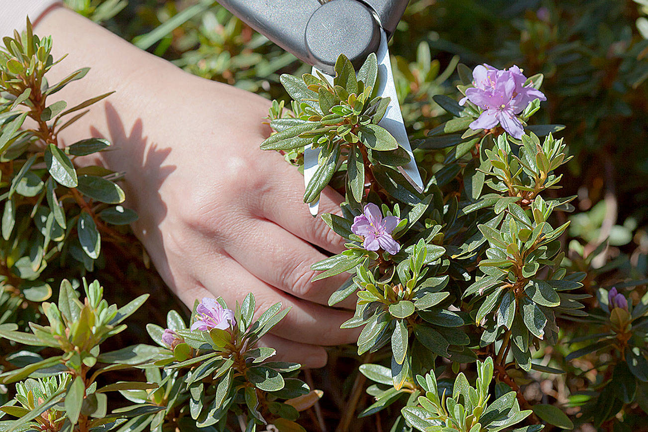 The Evergreen Arboretum & Gardens is hosting a “Summer Pruning” webinar July 14 via Zoom. (Getty Images)