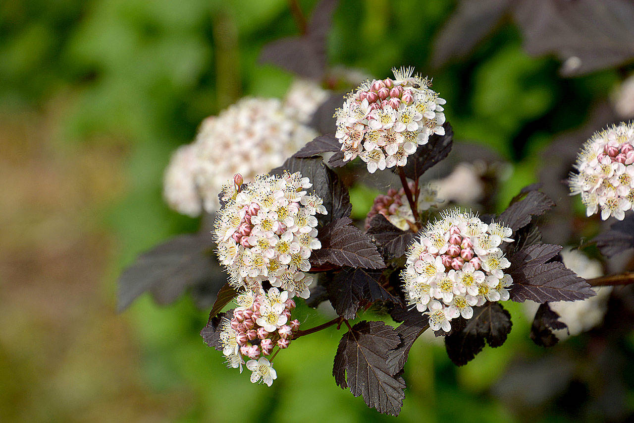 The “Diablo” variety of ninebark, with its purple foliage and white flowers, has led to a long line of new introductions. (Getty Images)