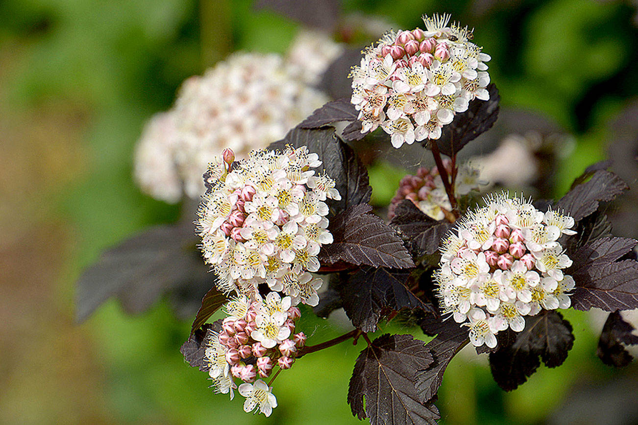 The “Diablo” variety of ninebark, with its purple foliage and white flowers, has led to a long line of new introductions. (Getty Images)