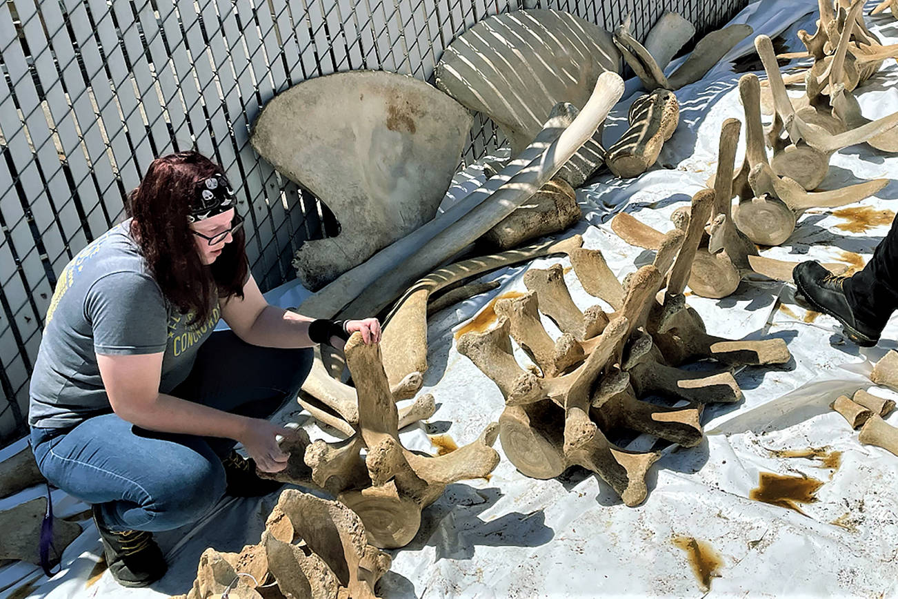 Bri Gabel joins volunteers and Imagine Children's Museum staff as they clean the bones of a gray whale at a Mukilteo area industrial site early this month. The whale died in 2019. The bones will be part of an exhibit Gabel is designing for the museum's addition, which is due to open in 2022. (Julianne Diddle photo)