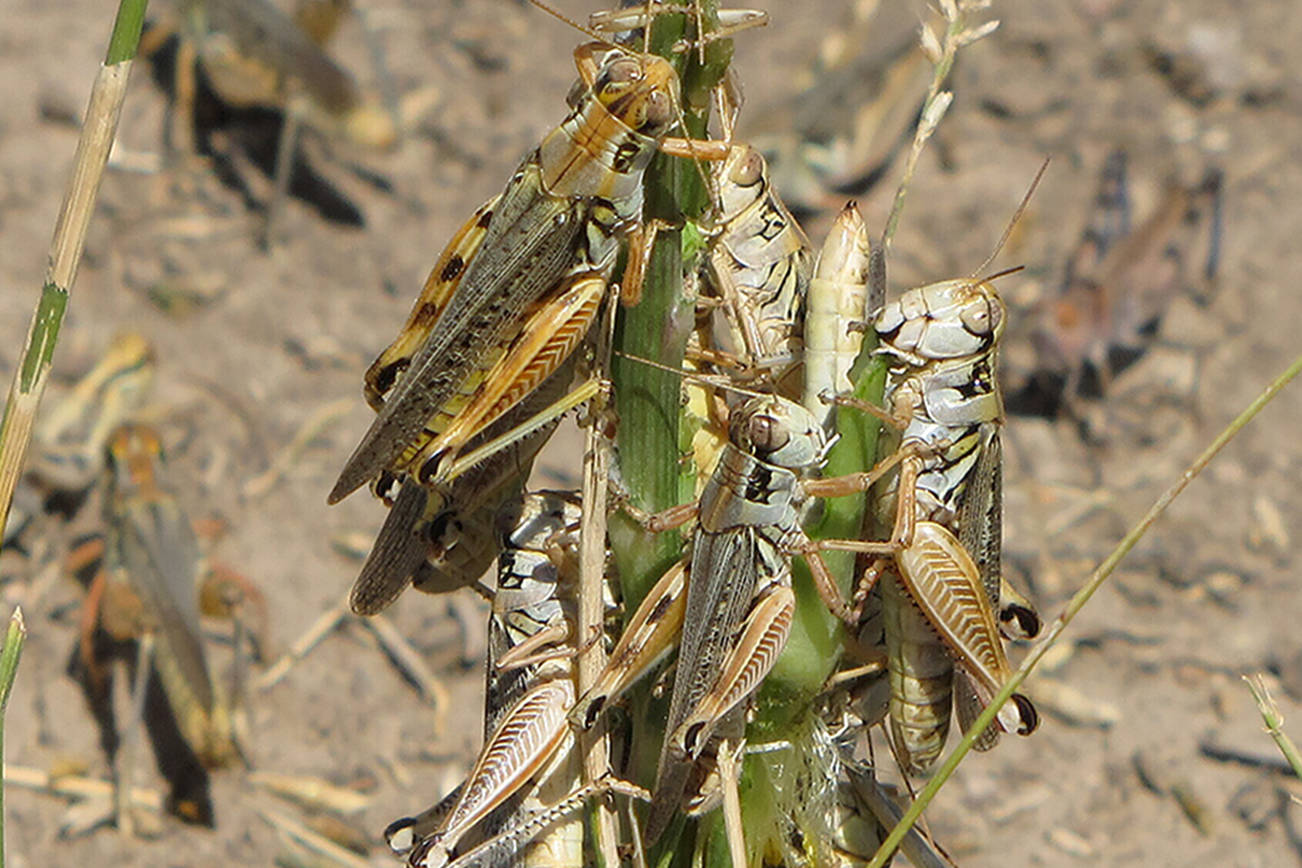 In this photo provided by the U.S. Department of Agriculture's Animal and Plant Health Inspection Service, grasshoppers are seen eating a plant in this undated handout photo from the U.S. Department of Agriculture. Federal agriculture officials are launching what could be the largest grasshopper-killing campaign since the 1980s amid an outbreak of the drought-loving insects that cattle ranchers fear will strip bare public and private rangelands. (U.S. Department of Agriculture's Animal and Plant Health Inspection Service via AP)