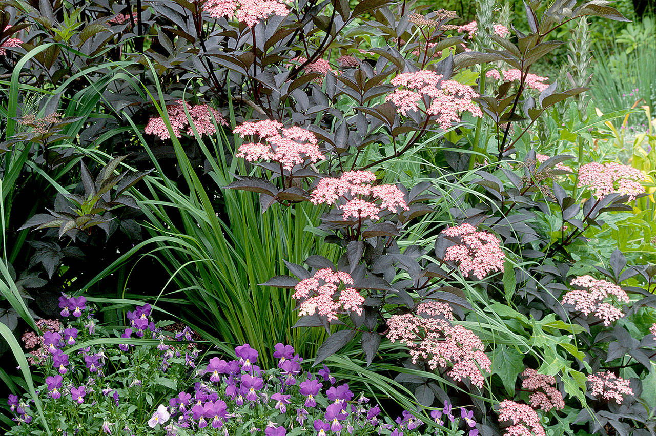 Black Beauty is the best of the purpleleaf elders. (Richie Steffen)