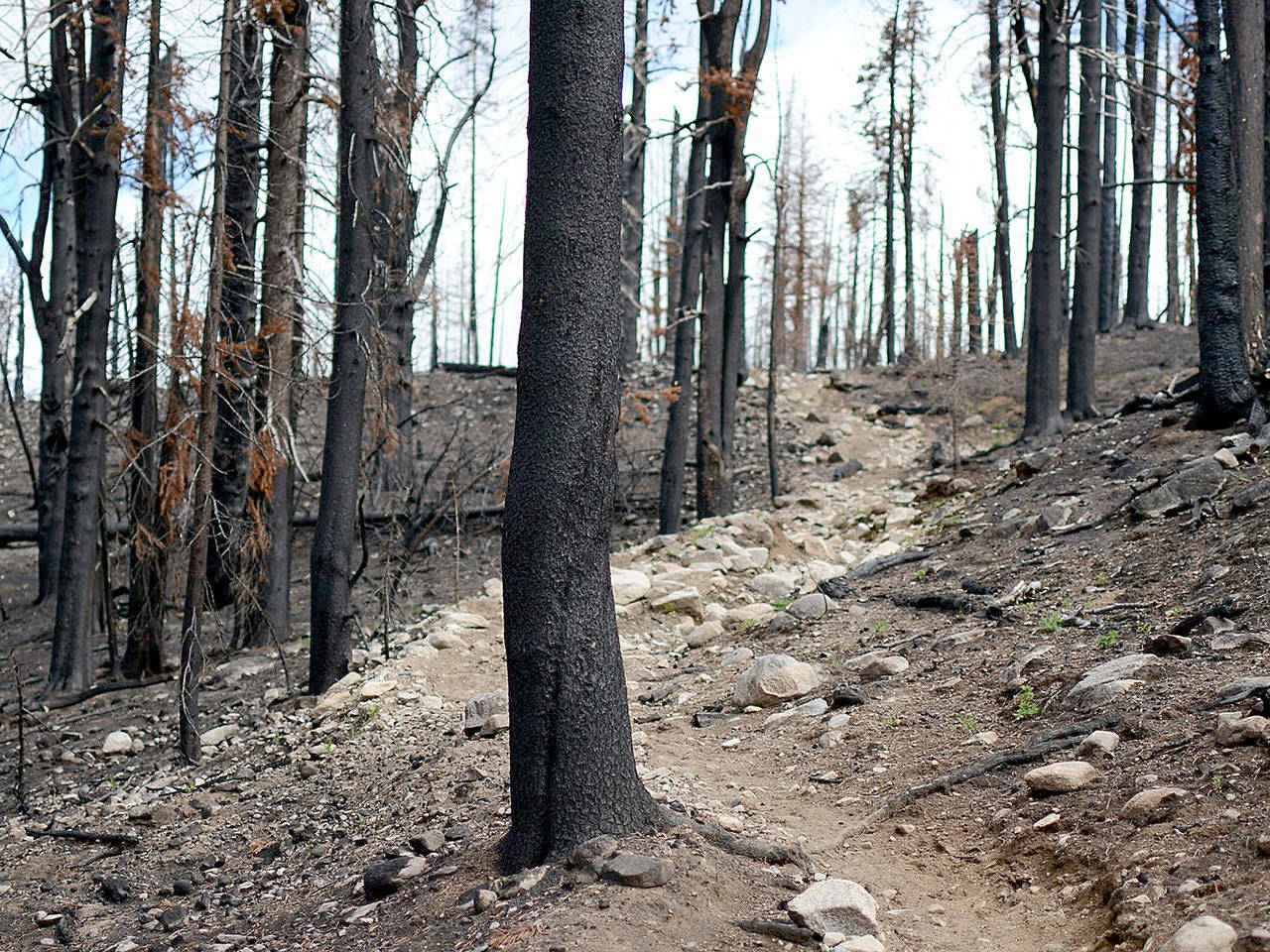 The area along the Chewuch River trail in the Pasayten Wilderness was burnt in a previous fire. The land is recovering, but its always wise to be cautious if youre hiking through a previous burn area. (Rachel Wendling)