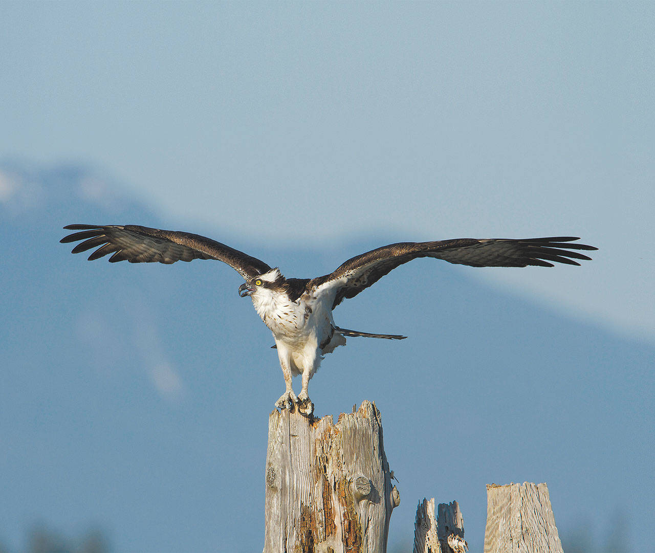 Ospreys’ large wingspans help them carry fish for long distances. (Photo by Mike Benbow)