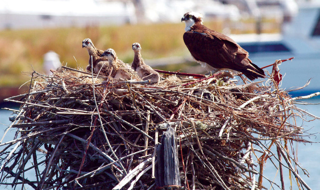 These young ospreys sit with their tongues hanging out on a hot day in summer. (Photo by Mike Benbow)
