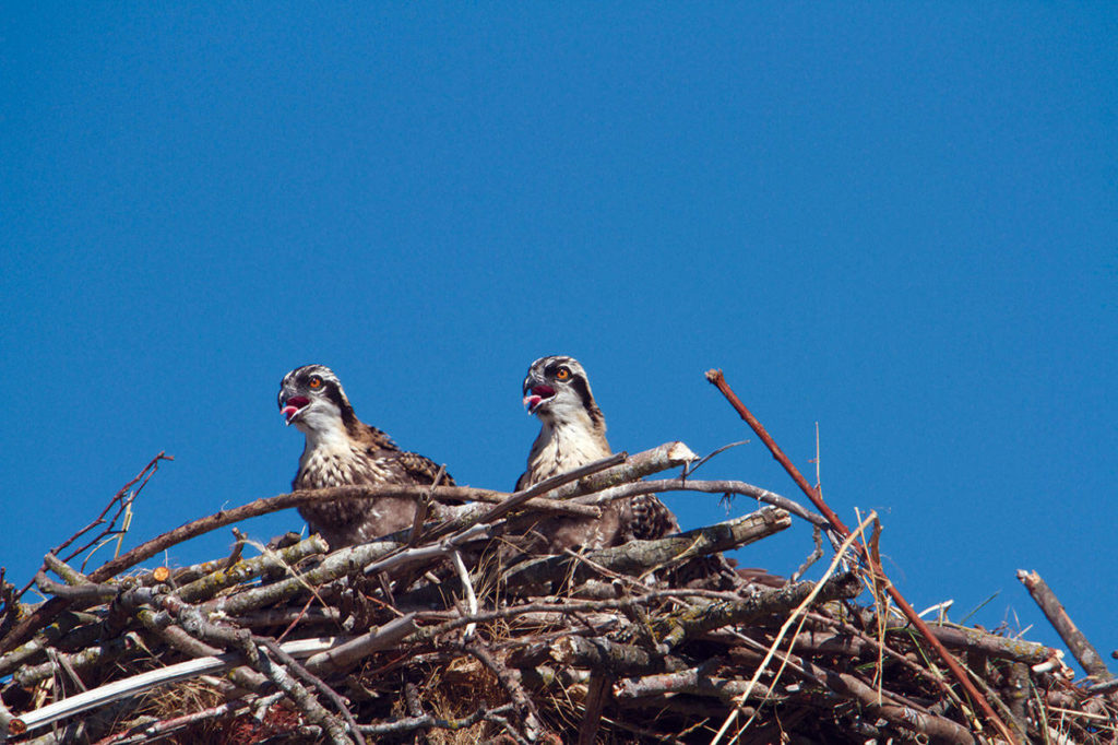 Several eggs often hatch in osprey nests, but not all chicks survive. (Photo by Mike Benbow)
