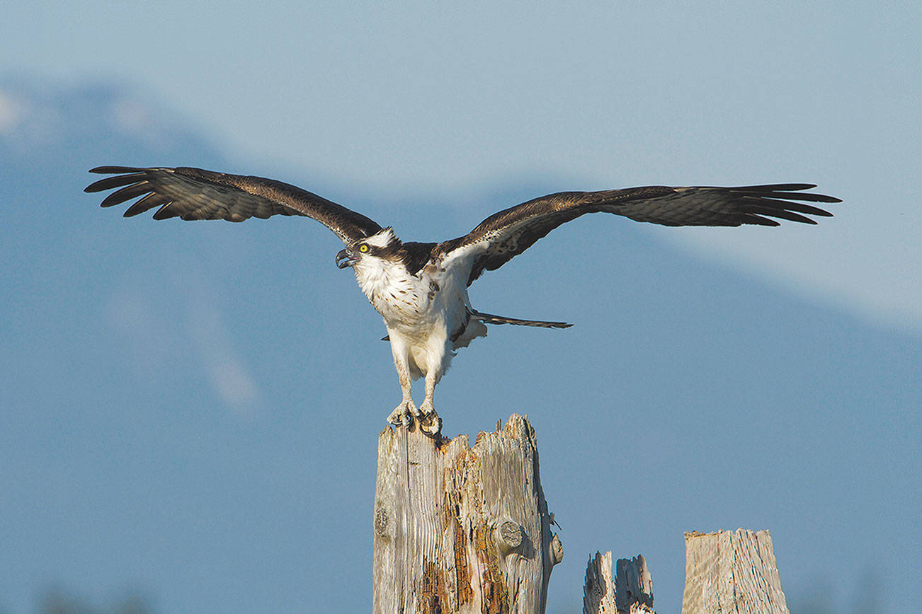 Ospreys’ large wingspans help them carry fish for long distances. (Photo by Mike Benbow)