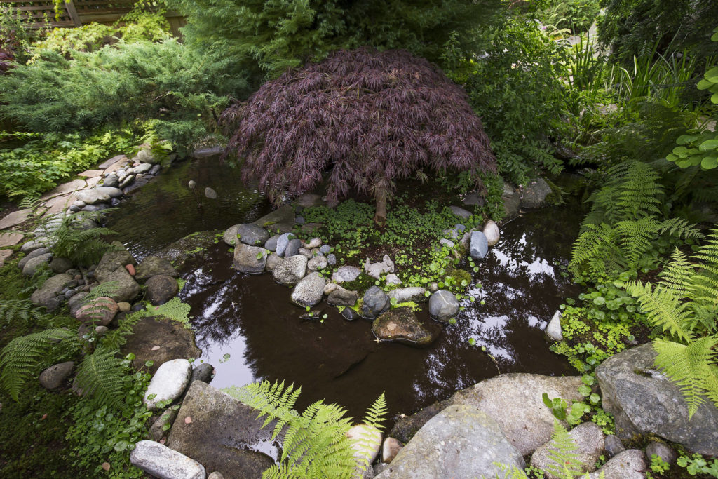 A fish pond is one of many features found in the garden at Bill and Pat Taylor’s home in Edmonds. (Andy Bronson / The Herald)
