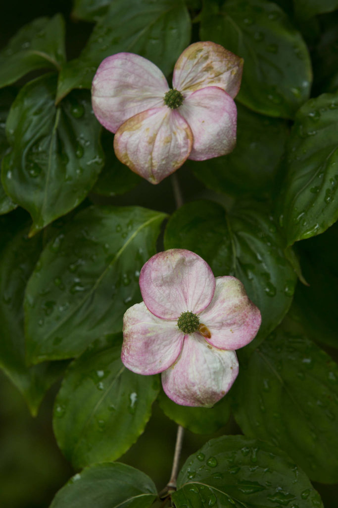 Dogwood flowers bloom in Bill and Pat Taylor’s garden in Edmonds. (Andy Bronson / The Herald)
