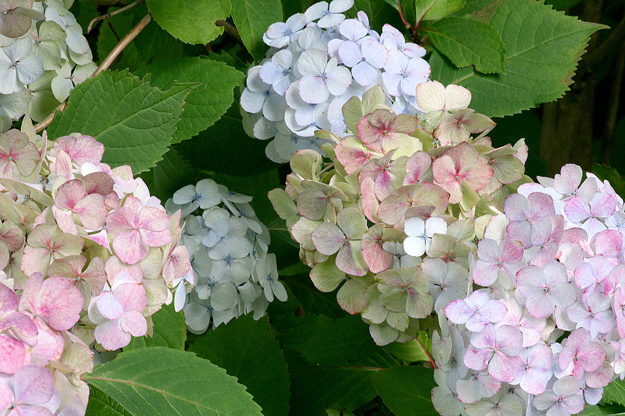Frame mophead hydrangea with other shade-loving plants like hosta, epimedium and ferns. (Richie Steffen)