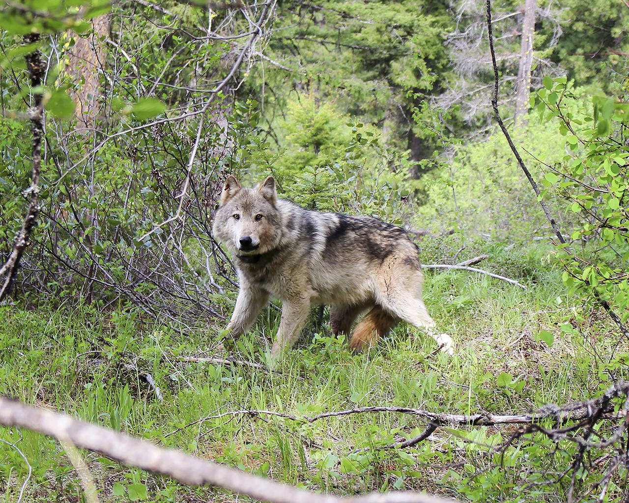 This undated photo shows a wolf of the Teanaway Pack fitted with a radio collar in the Teanaway area of Washington’s Central Cascades in Washington state. (Washington Department of Fish and Wildlife via AP, file)
