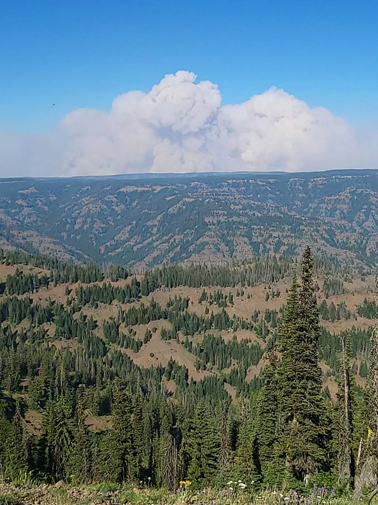 About 46,352 acres has burned in the Dry Gulch Fire in southeast Washington as of July 11. (InciWeb)