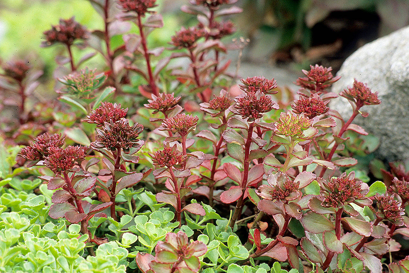 The GPP for tomorrow is Sedum spurium 'Fuldaglut' and the image credit goes to Richie.