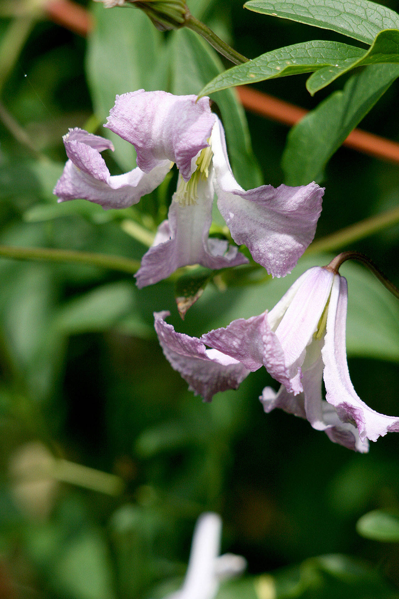“Betty Corning” clematis’ lavender-blue petals dangle from long flower stems, which look like ballerina skirts floating in the air. (Richie Steffen)