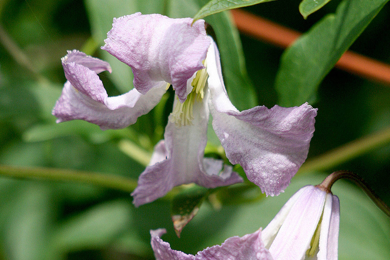 "Betty Corning" clematis' lavender-blue petals dangle from long flower stems, which look like ballerina skirts floating in the air. (Richie Steffen)