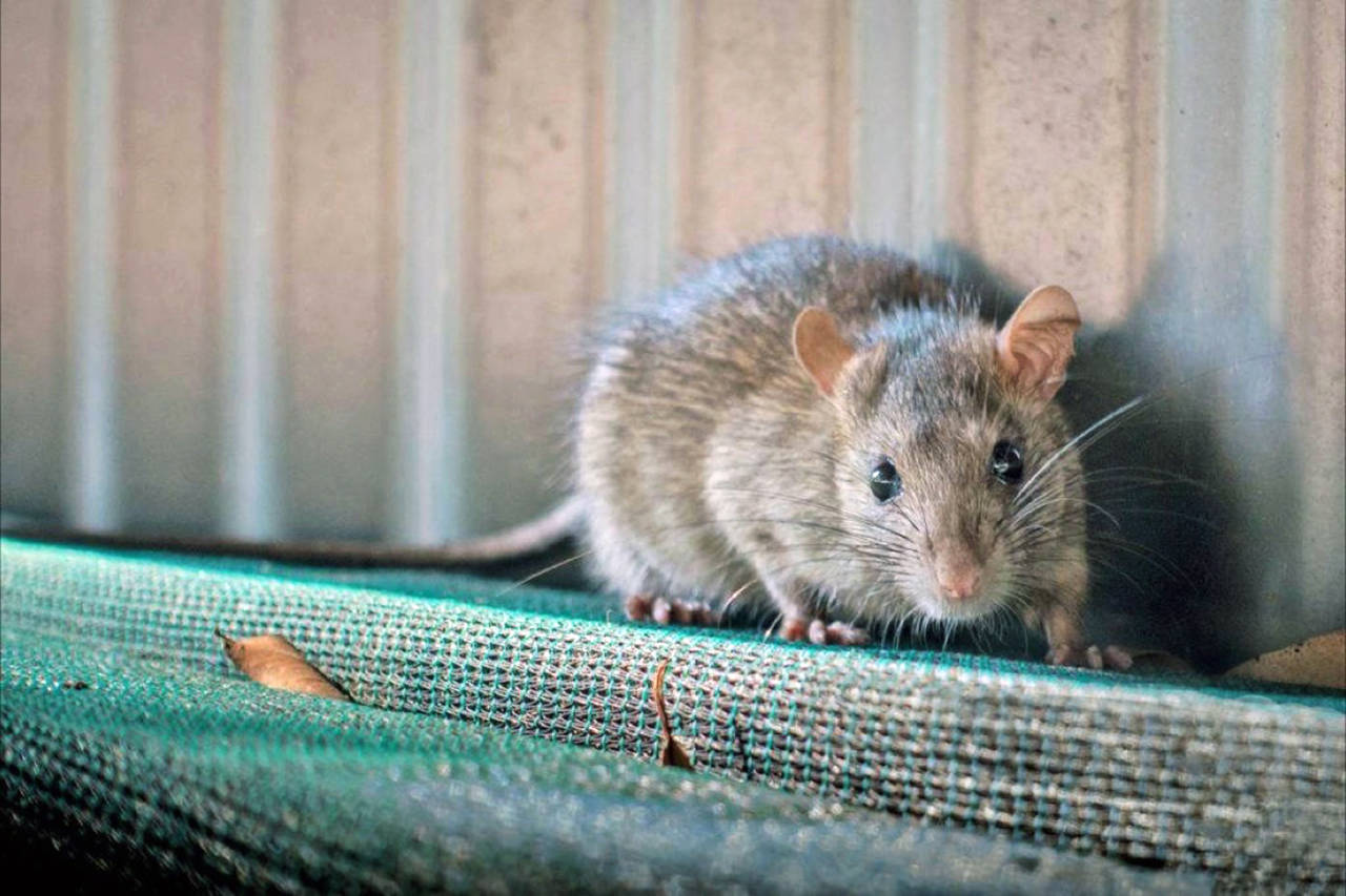 Rats are not native to the Puget Sound region and are believed to have arrived with the earliest Northwest settlers. (Bothell-Kenmore Reporter, file)