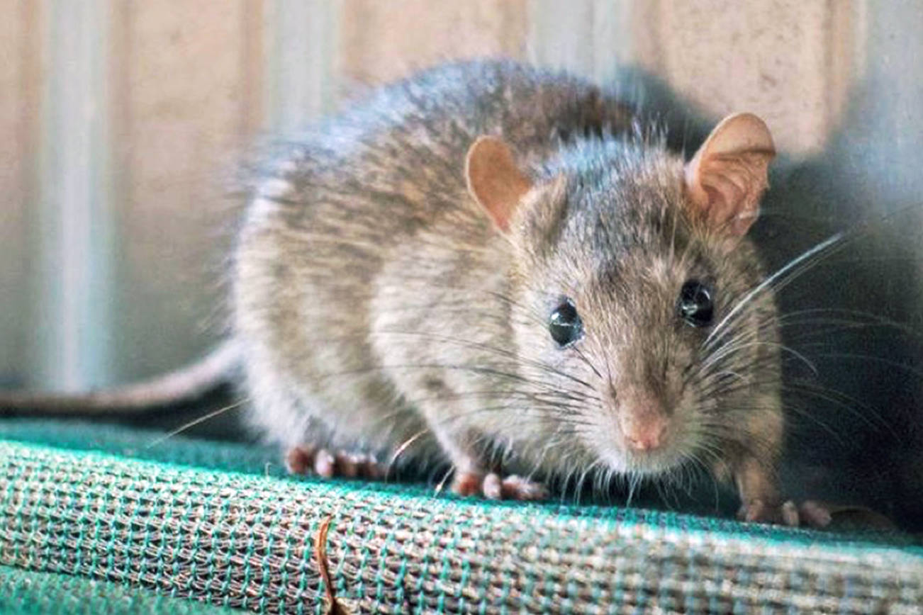 Rat