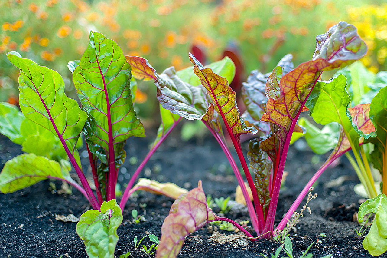 You can continue to sow seeds of lettuce, carrots, beets and onions in August. (Getty Images)