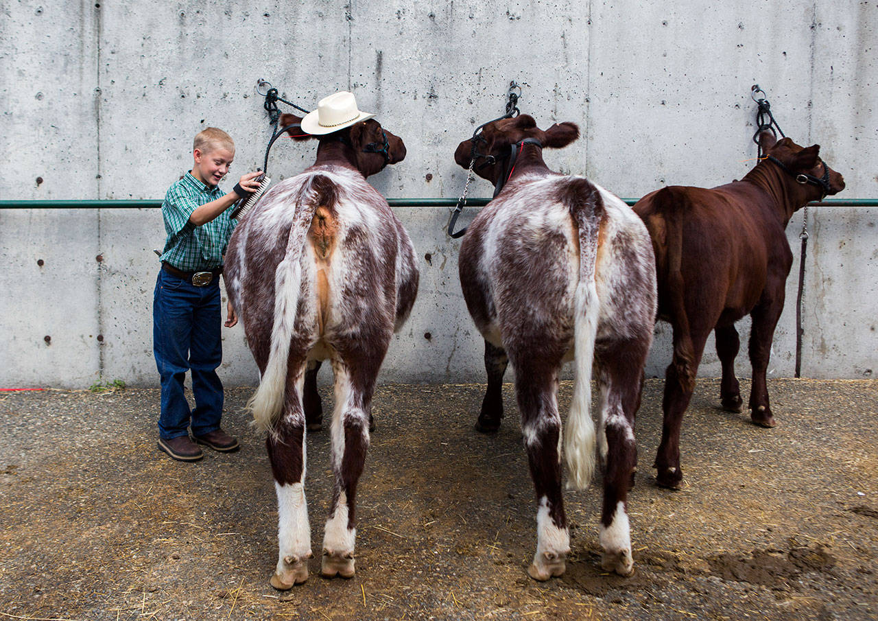 Douglas Ryner brushes twin cows Thelma and Louise at the Evergreen State Fair in 2019 in Monroe. (Olivia Vanni / Herald file)