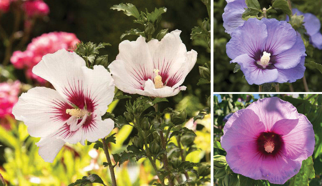 The National Gardening Bureau has named 2021 the Year of the Hardy Hibiscus. Pick up one or two of these reliable and late-blooming perennial and shrubby plants for color through summer. (Monrovia, Nicole Phillips)