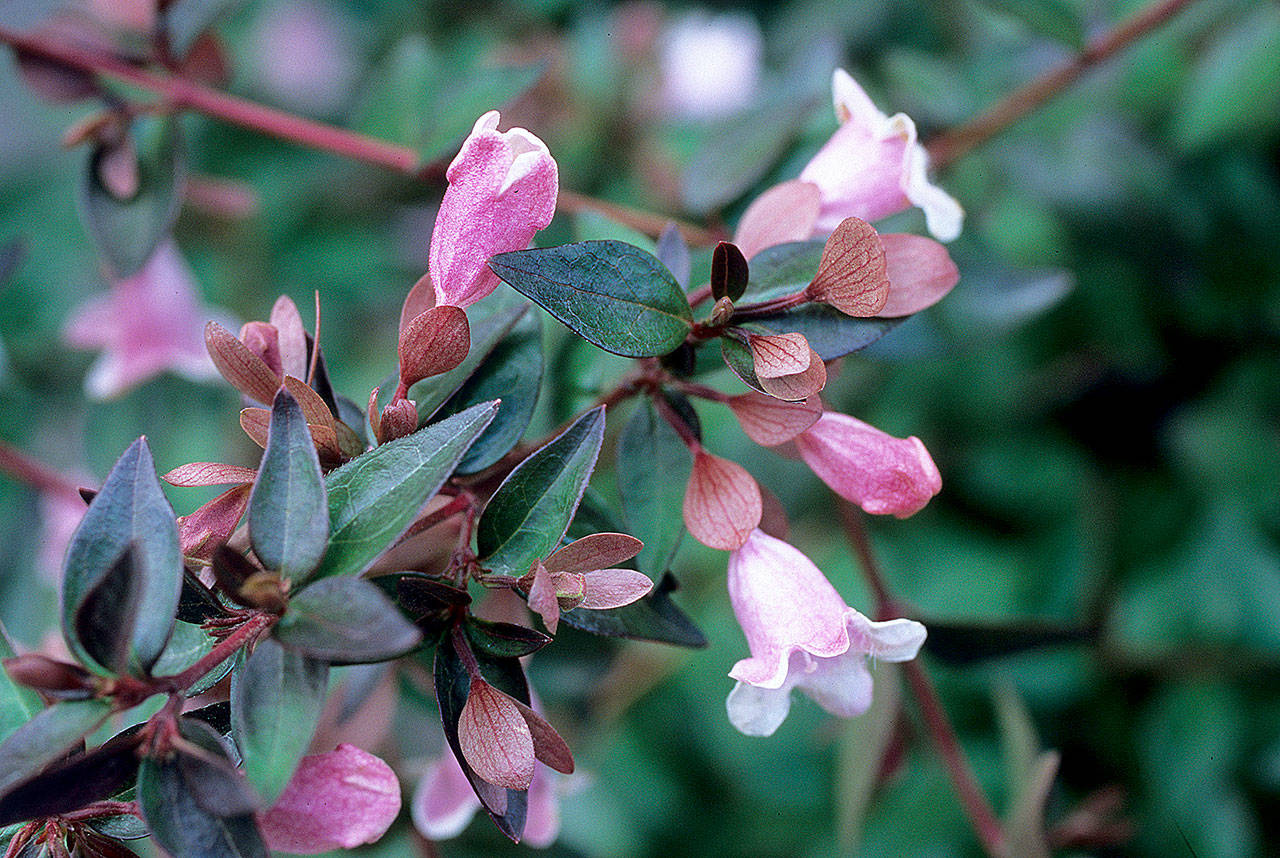 “Edward Goucher” abelia is adorned with tubular, half-inch-long, soft pink flowers that provide beauty and pollinator sustenance. (Richie Steffen)
