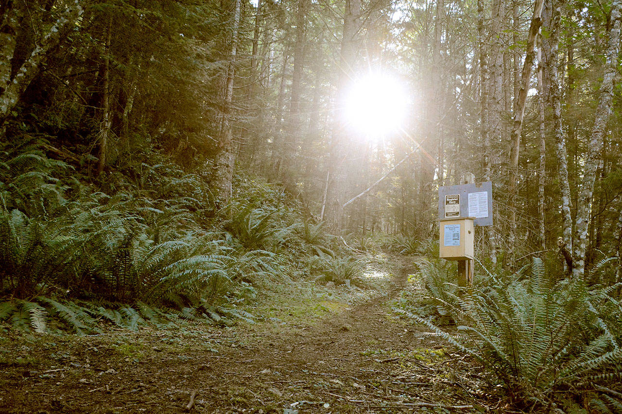 Angry Mountain is one of many trails that hikers can discover with a new hike recommender tool by the Washington Trails Association. The trail, which is south of Mount Rainier, was recently reopened for hikers thanks to years of work by WTA volunteers. (Rachel Wendling / Washington Trails Association)