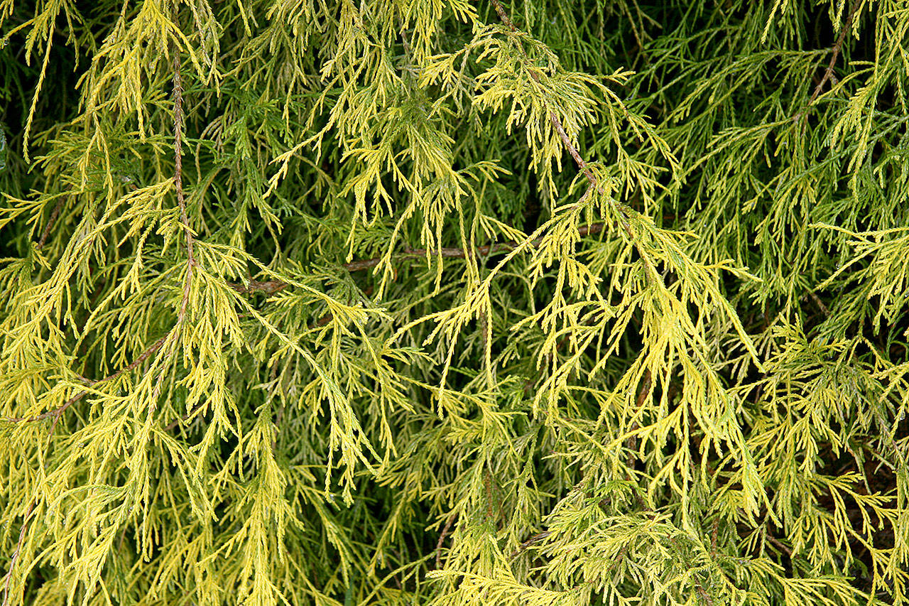Chamaecyparis pisifera “Filifera Aurea Nana” forms a delicate, golden, lacy mound. (Richie Steffen)