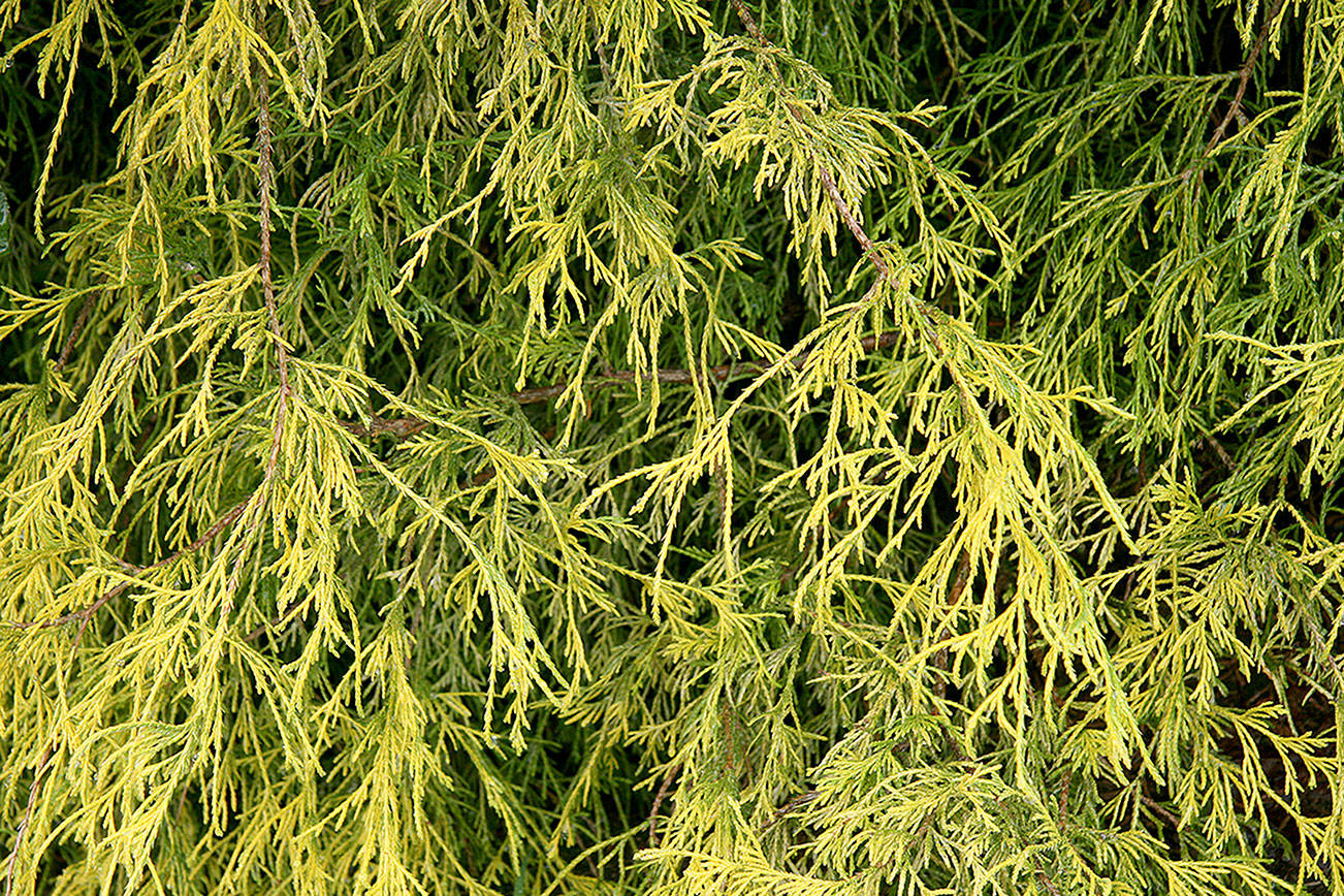Chamaecyparis pisifera “Filifera Aurea Nana”
