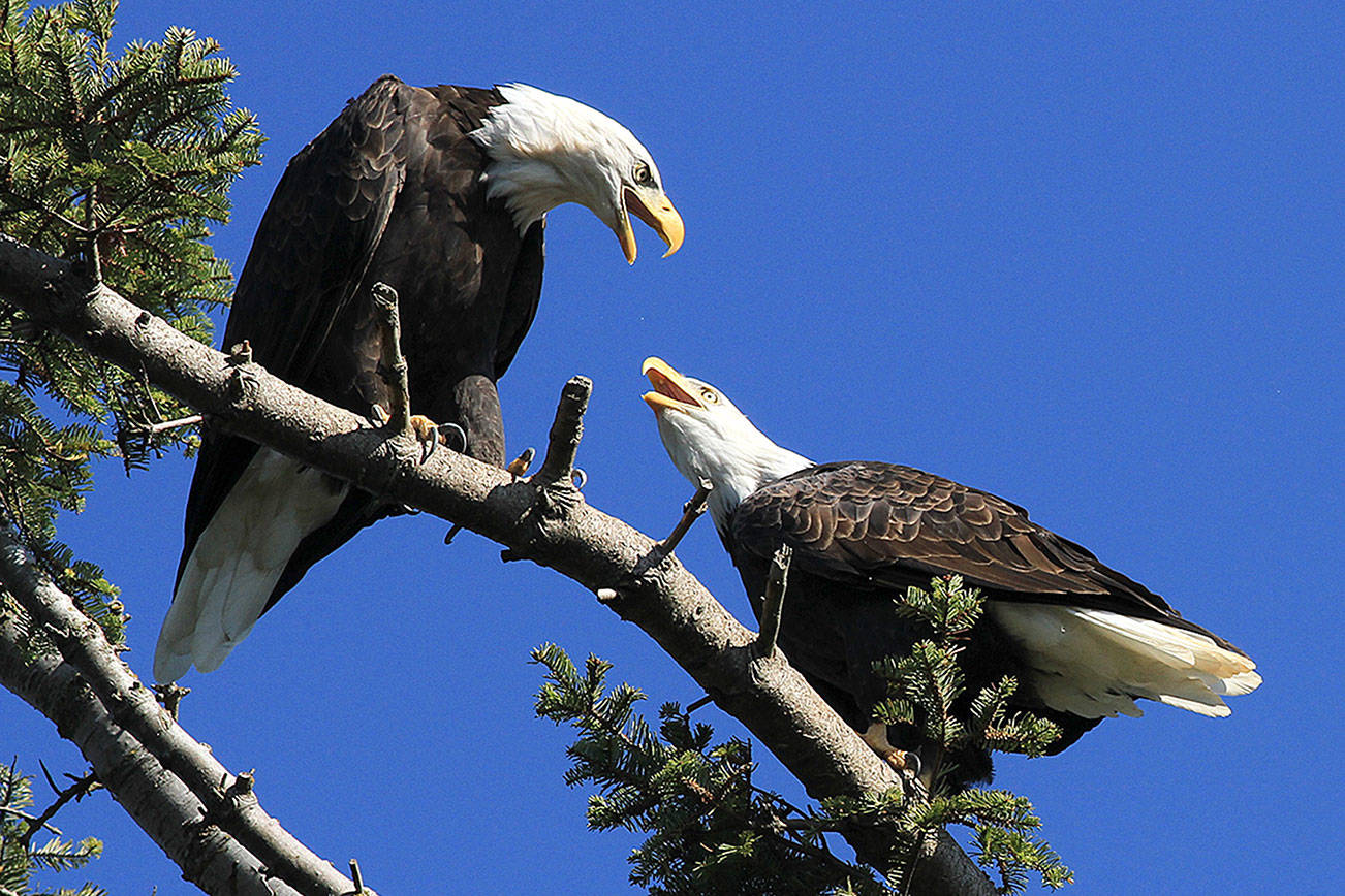 An eagle pair roosts on a branch near Puget Sound. (Mike Benbow photo)