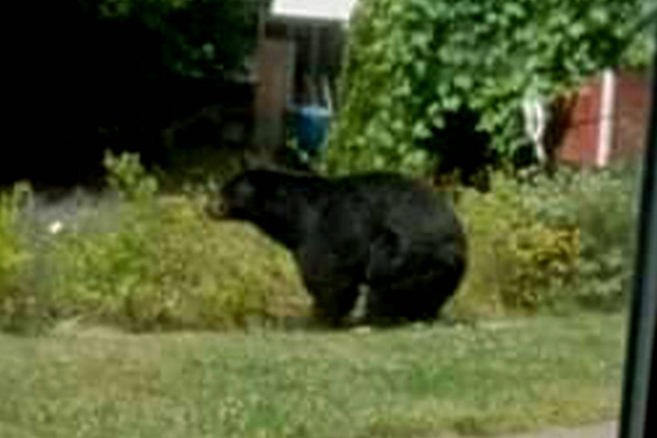 A photo circulated widely on social media shows a black bear in the backyard of a South Whidbey residence. (Screenshot)