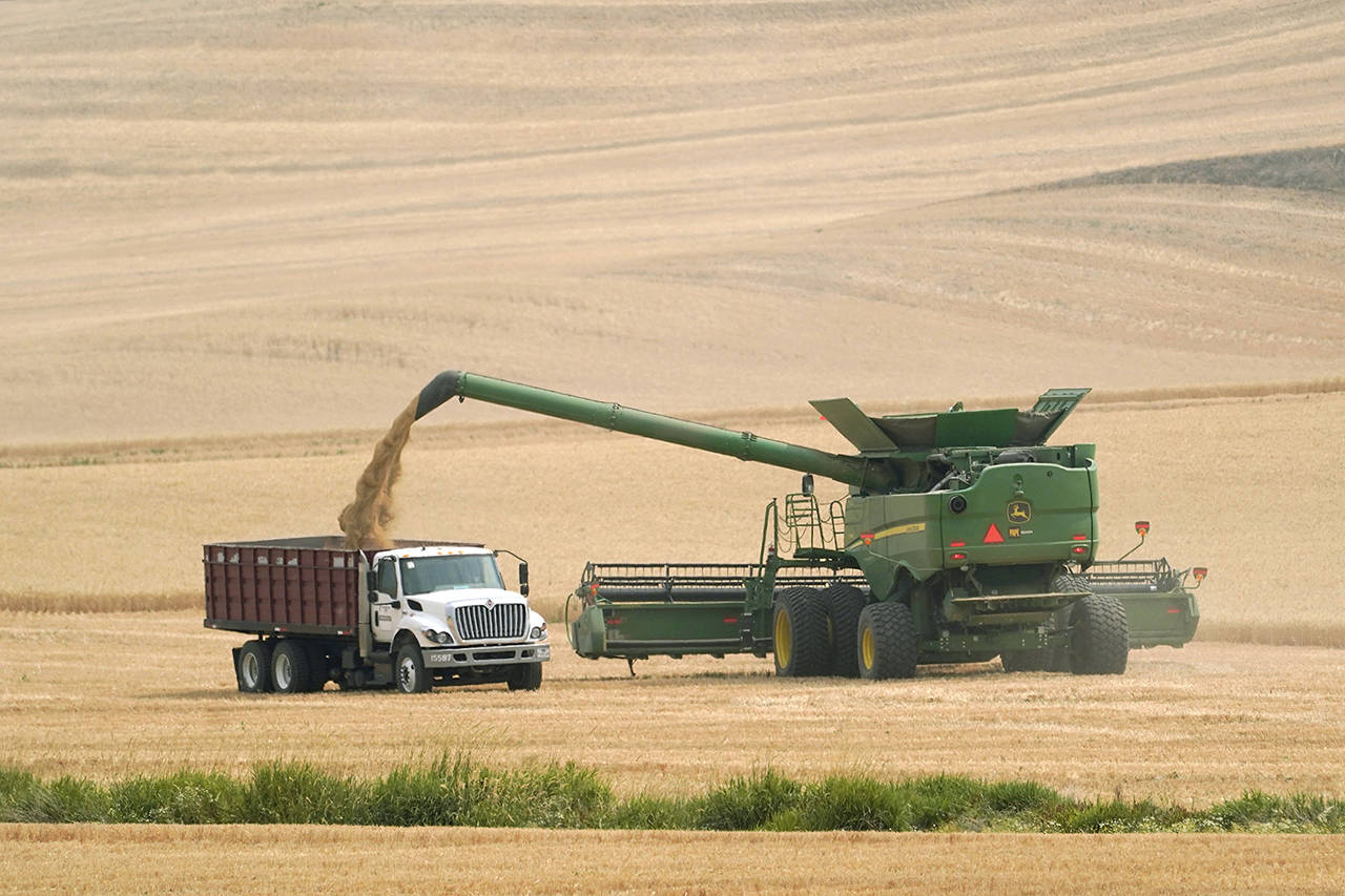 A combine transfers wheat into a grain truck, Thursday, Aug. 5, 2021, near Pullman, Wash. Across eastern Washington, a drought the National Weather Service classified as "exceptional" has devastated what is normally the fourth largest wheat crop in the nation. (AP Photo/Ted S. Warren)